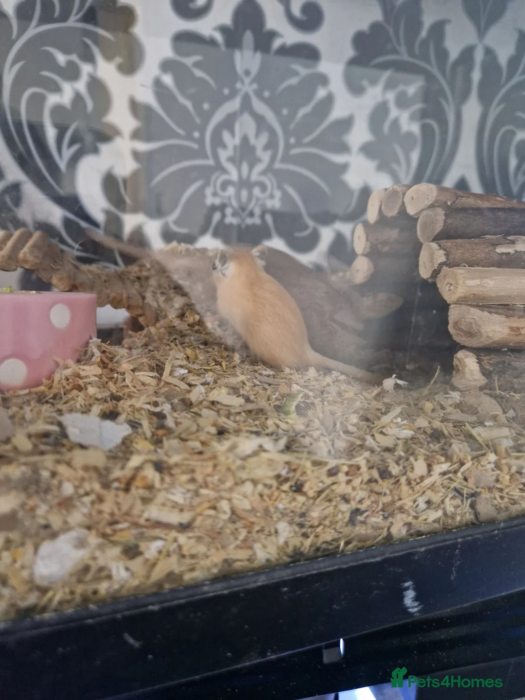 Gerbil rodents for sale: Adult and baby Gerbils  in Bradford - Advert 2