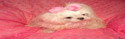 Maltese dogs for sale: Babydoll KC Registered Korean Maltese Adult Girl in Bishop Auckland - Advert 4