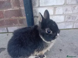 Netherland Dwarf rabbits Netherland dwarf rabbits - Advert 8