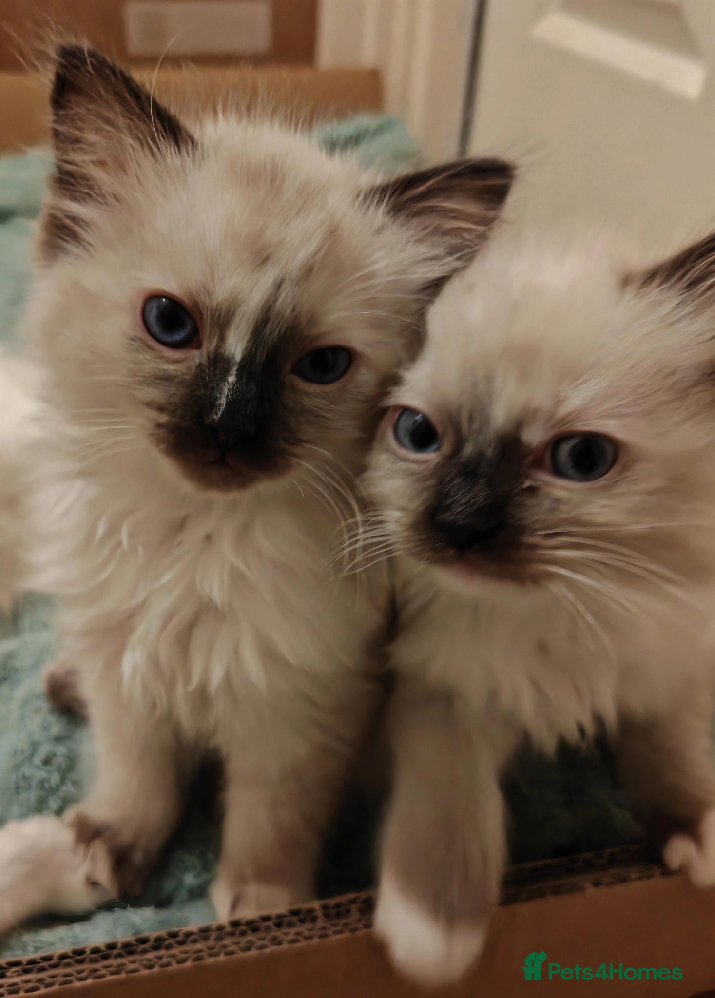 Ragdoll cats Ragdoll kittens ready to go - Advert 1