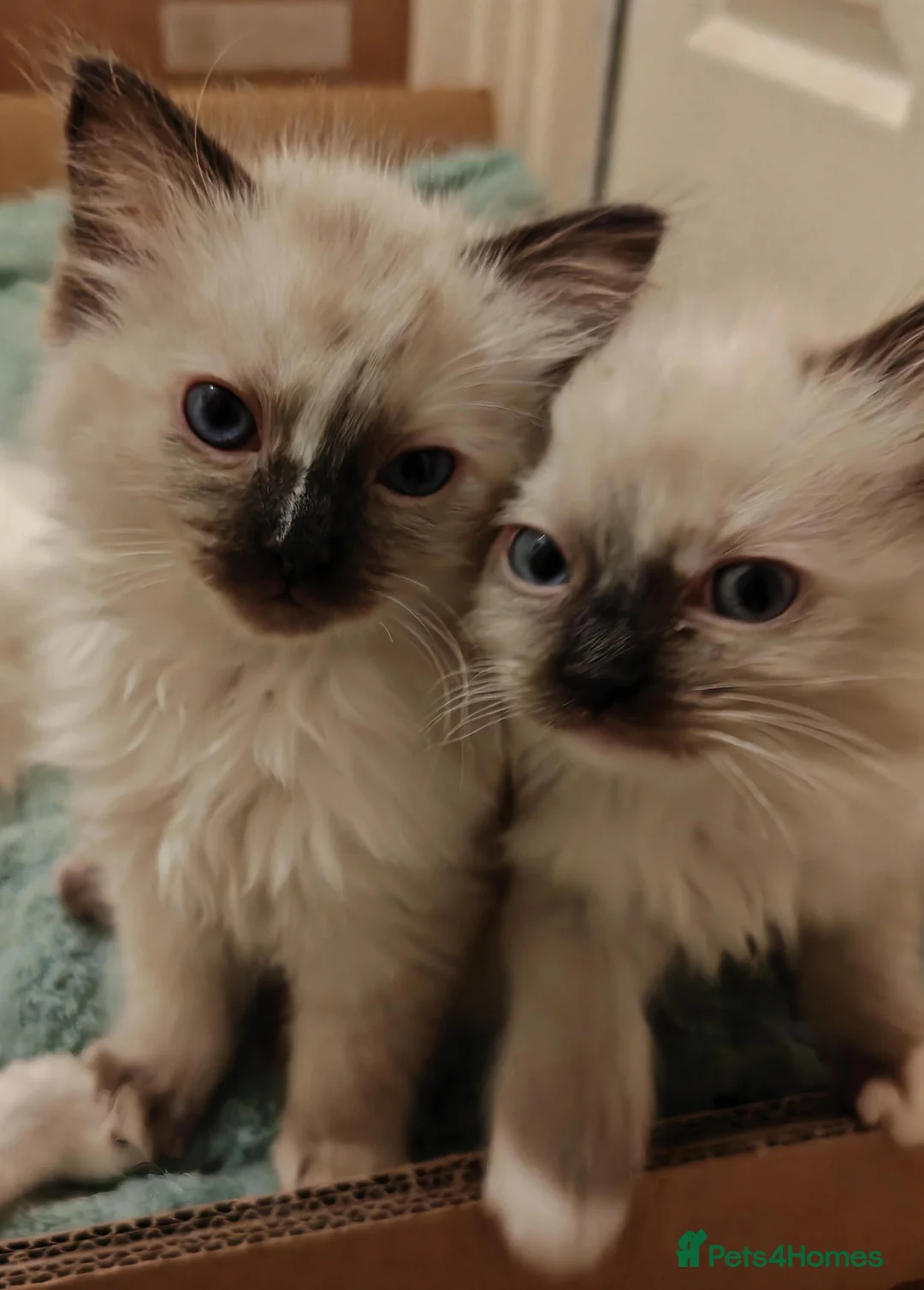 Ragdoll cats for sale: Ragdoll kittens ready to go - Advert 1