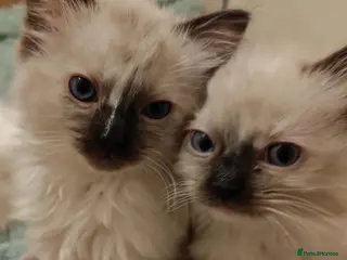 Ragdoll cats Ragdoll kittens ready to go - Advert 1