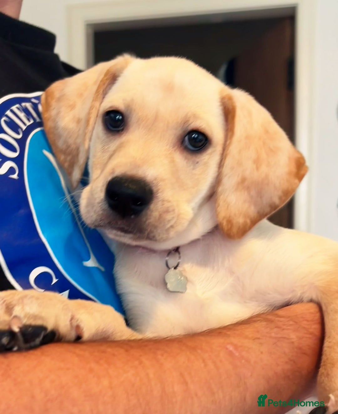 Mixed Breed dogs for sale: Gorgeous pups for sale - Image 3