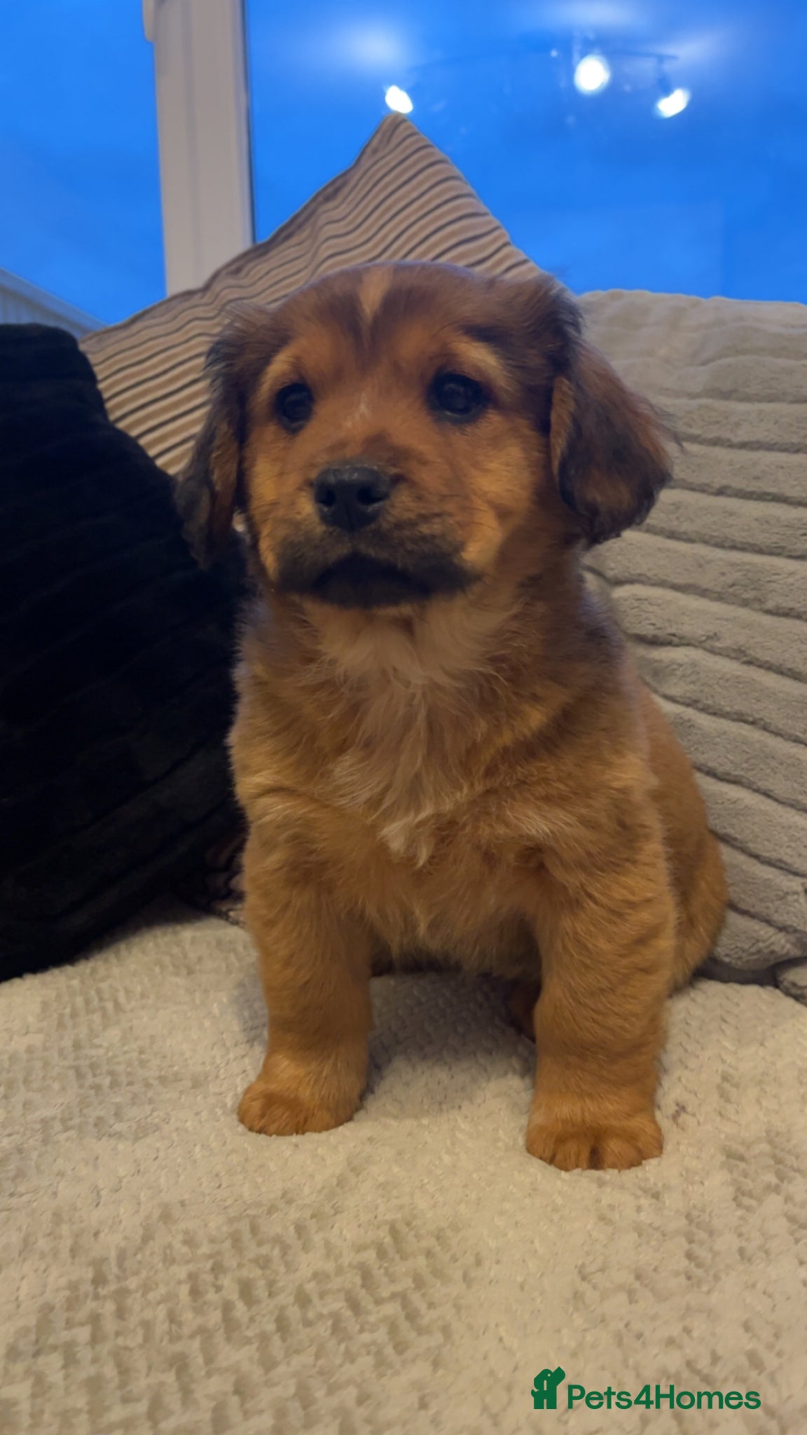 Mixed Breed dogs *ready to leave* Gorgeous chow chow x cocker pups  - Advert 1