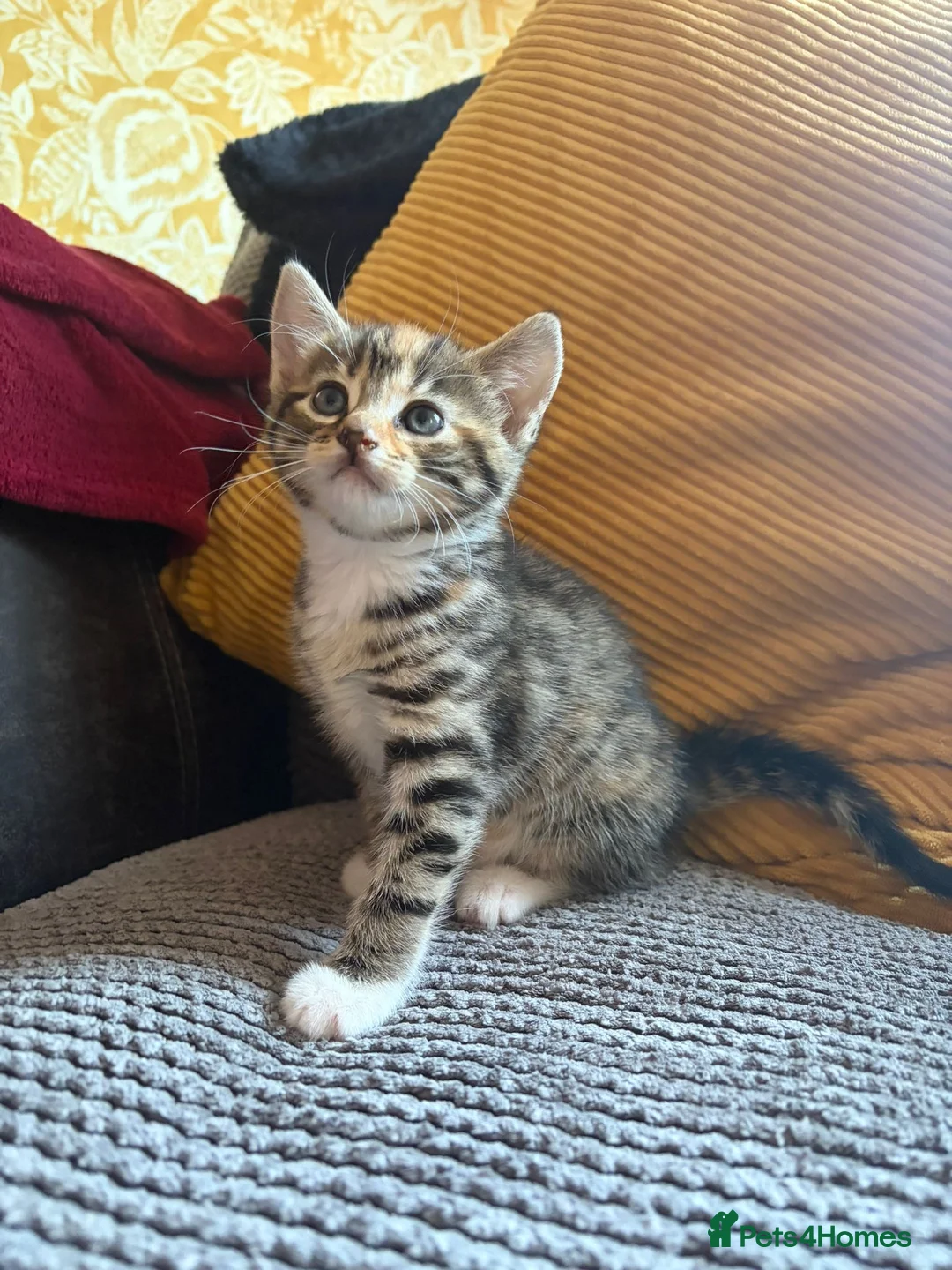 Mixed Breed cats for sale: Beautiful girl kittens in Ashford - Advert 4