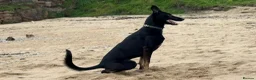 Mixed Breed dogs for sale: Dog for rehoming  in Whitley Bay - Advert 1