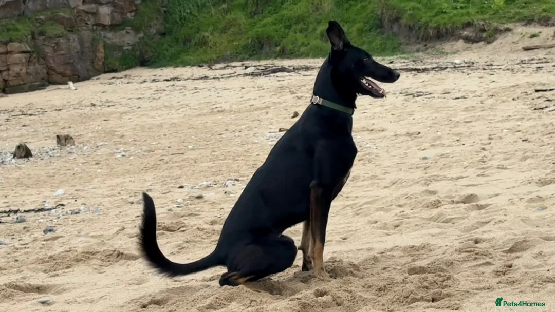 Mixed Breed dogs for sale: Dog for rehoming  in Whitley Bay - Advert 1