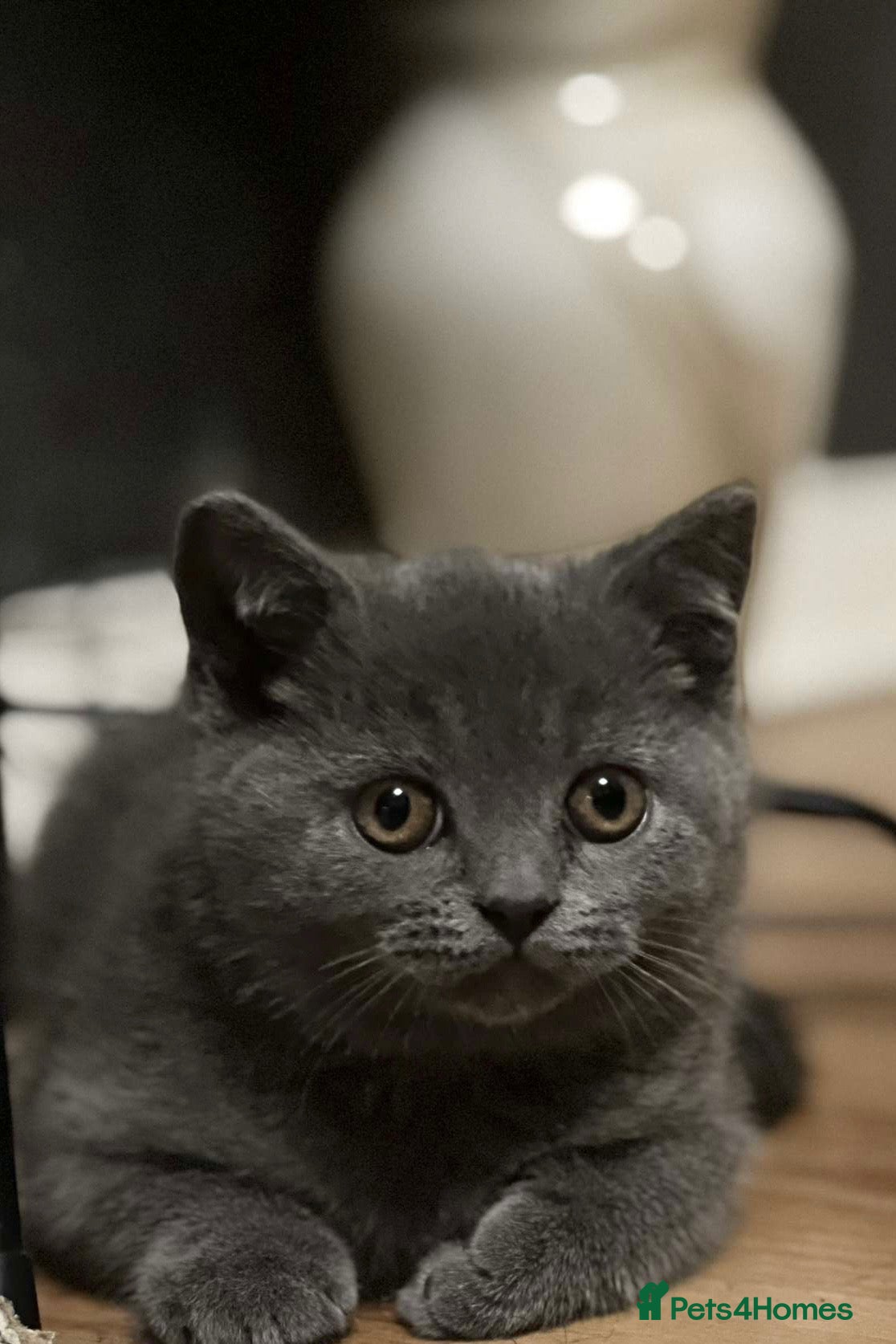 British Shorthair cats Male British shorthair - Advert 1