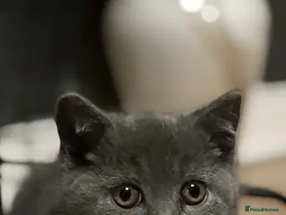 British Shorthair cats Male British shorthair - Advert 1