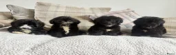 Mixed Breed dogs for sale: BEAUTIFUL MINI CORGIPOO PUPPIES  in Llanelli - Advert 7