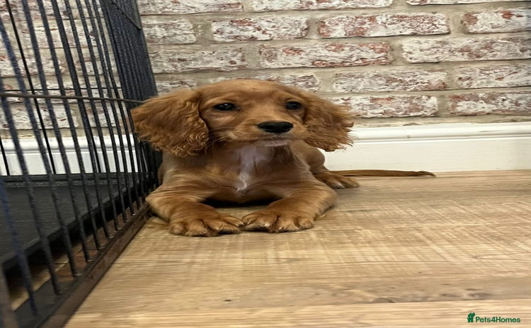 Cocker Spaniel dogs for sale - Advert 1