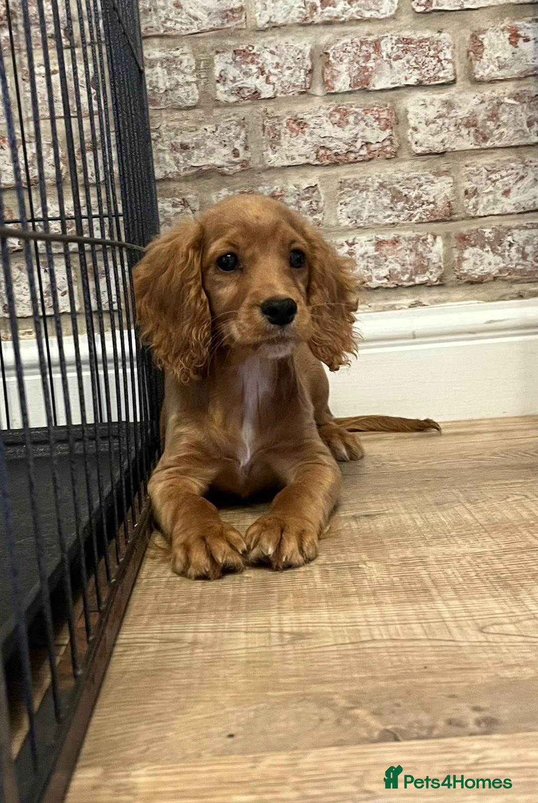 Cocker Spaniel dogs for sale: Fox red cocker spaniel pups  - Image 1