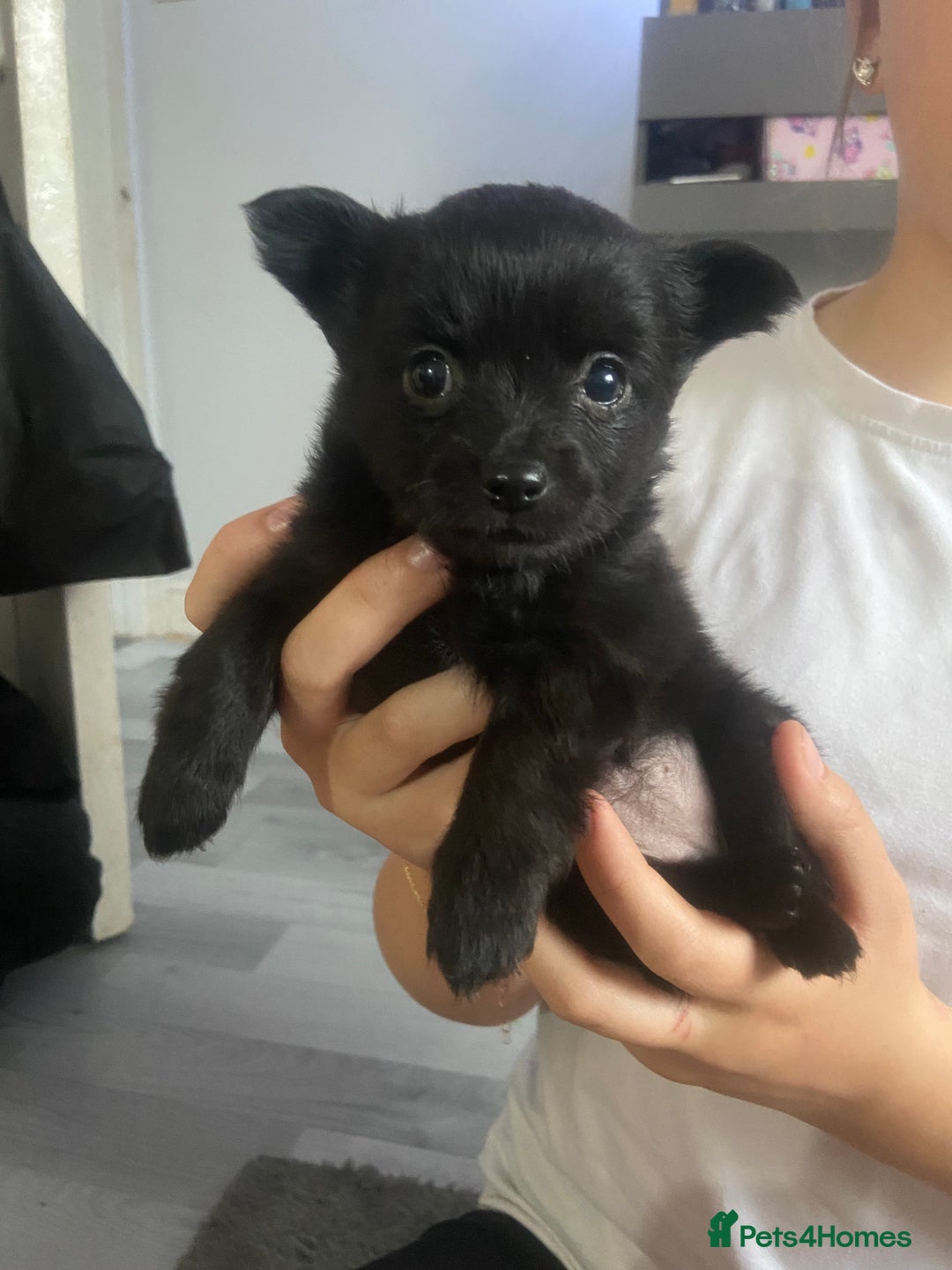 Chihuahua dogs for sale: Beautiful chihuahua babies in Manchester - Image 8