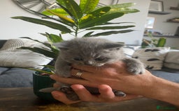 British Shorthair cats for sale: Stunning British Short Hair kitten GCCF/TICA - Image 16