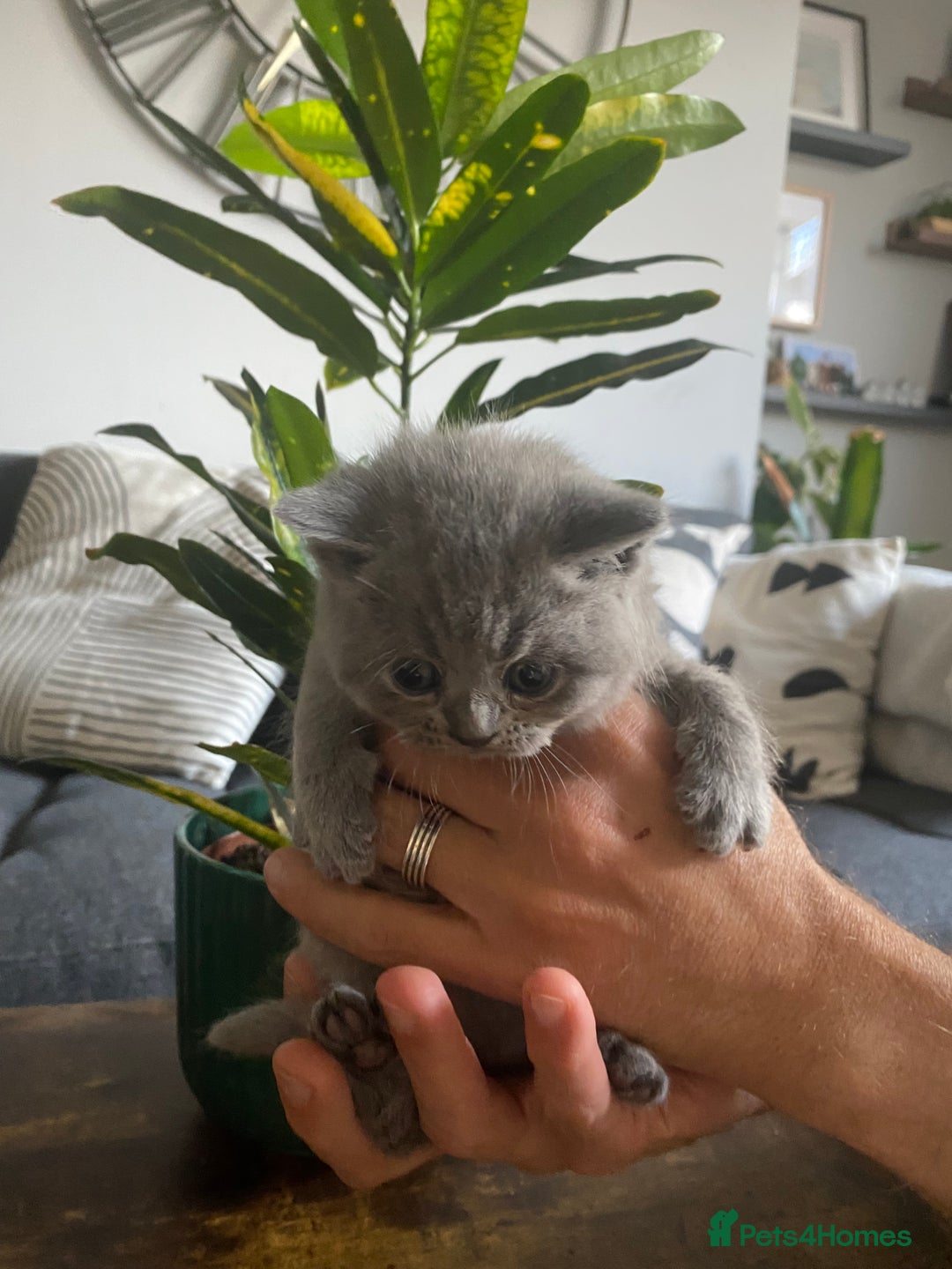 British Shorthair cats for sale: Stunning British Short Hair kitten GCCF/TICA - Image 16
