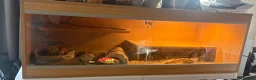 Bearded Dragon reptiles for sale: Bearded dragon and set up for sale in Liverpool - Advert 4
