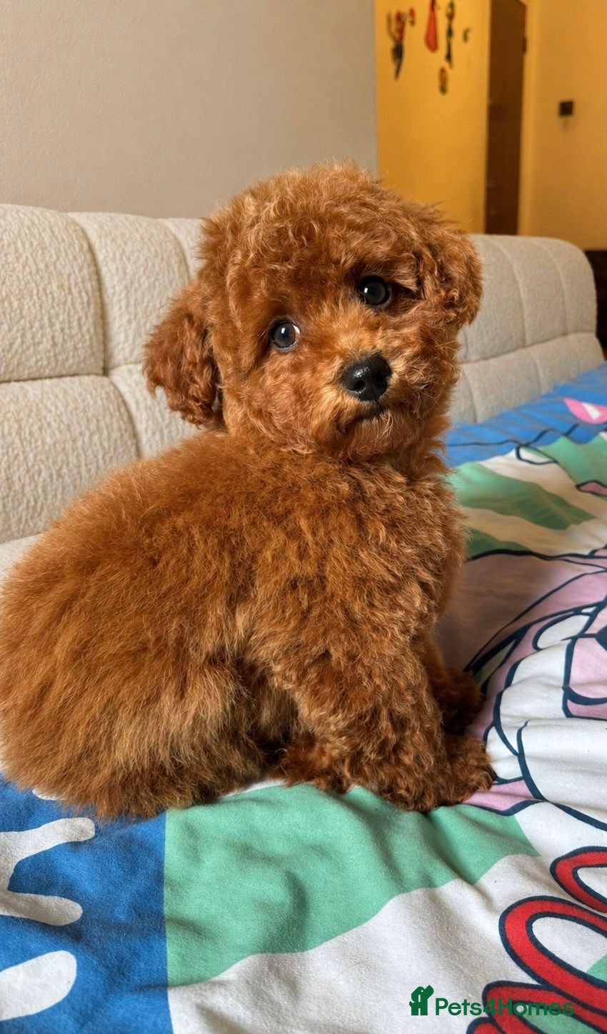 Poochon dogs Asian mini pochoon puppies -Tiny and Curly - Advert 2