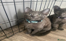 Russian Blue cats for sale: Russian blue kittens  - Image 8