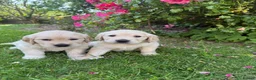 Golden Retriever dogs for sale: Chunky golden retriever puppies, kc registered in Poulton-le-Fylde - Advert 19