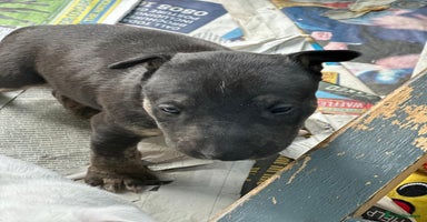 English Bull Terrier dogs - Advert 11