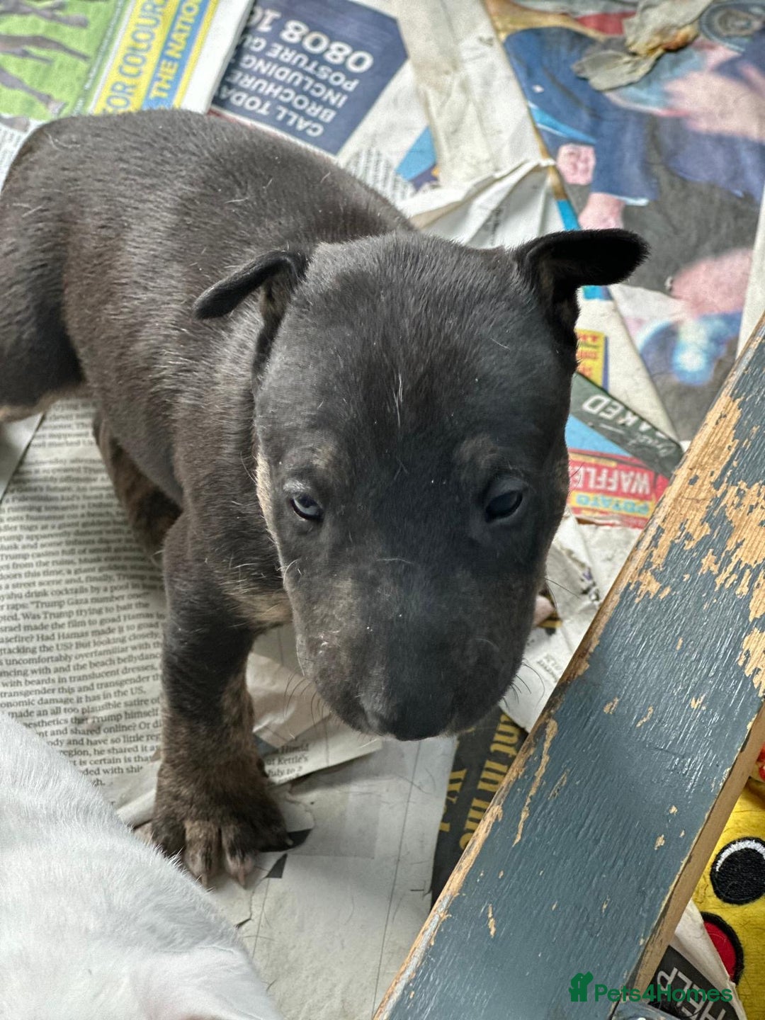 English Bull Terrier dogs for sale: English Bull Terriers Champion Bloodlines  - Image 10