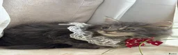 Maine Coon cats for sale: Maincoon Kittens ready to find new home  - Advert 31