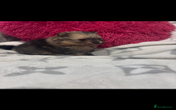 Pomeranian dogs for sale: Kc registered Pomeranians  - Image 11