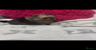 Pomeranian dogs - Advert 2