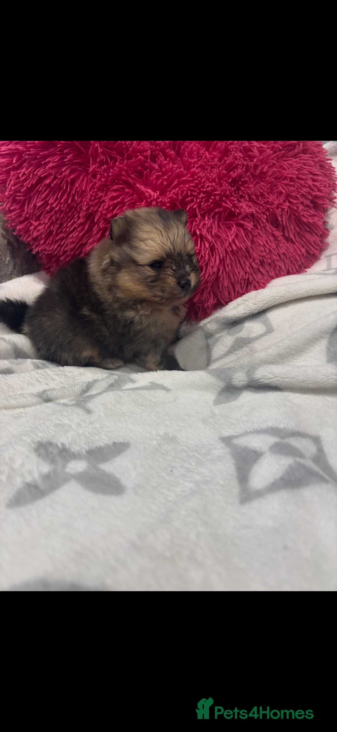 Pomeranian dogs for sale: Kc registered Pomeranians  - Image 11