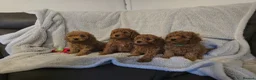 Cavapoo dogs for sale: 6 cavapoo pups ready to leave  - Advert 1
