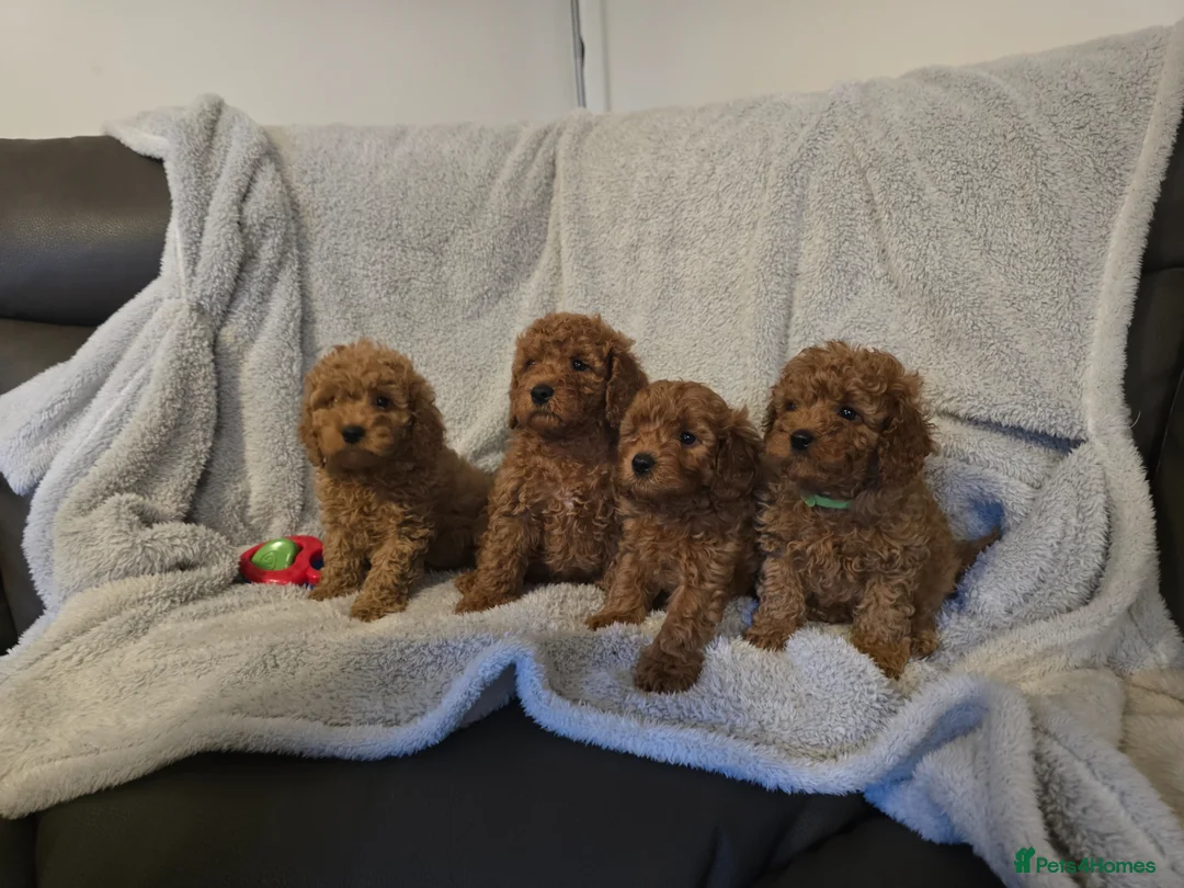 Cavapoo dogs for sale: 6 cavapoo pups ready to leave  - Advert 1