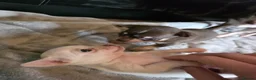 Chihuahua dogs for sale: Pedigree club registered chihuahua puppies - Advert 5