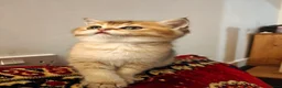British Shorthair cats for sale: Stunning British short hair kittens - Advert 6