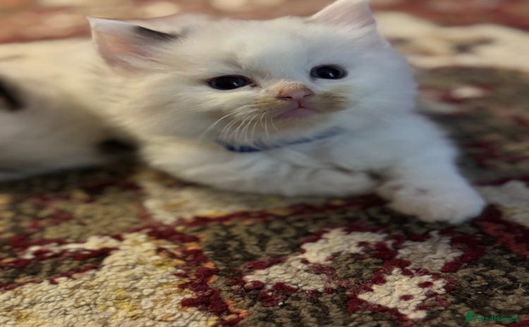 Ragdoll cats - Advert 4
