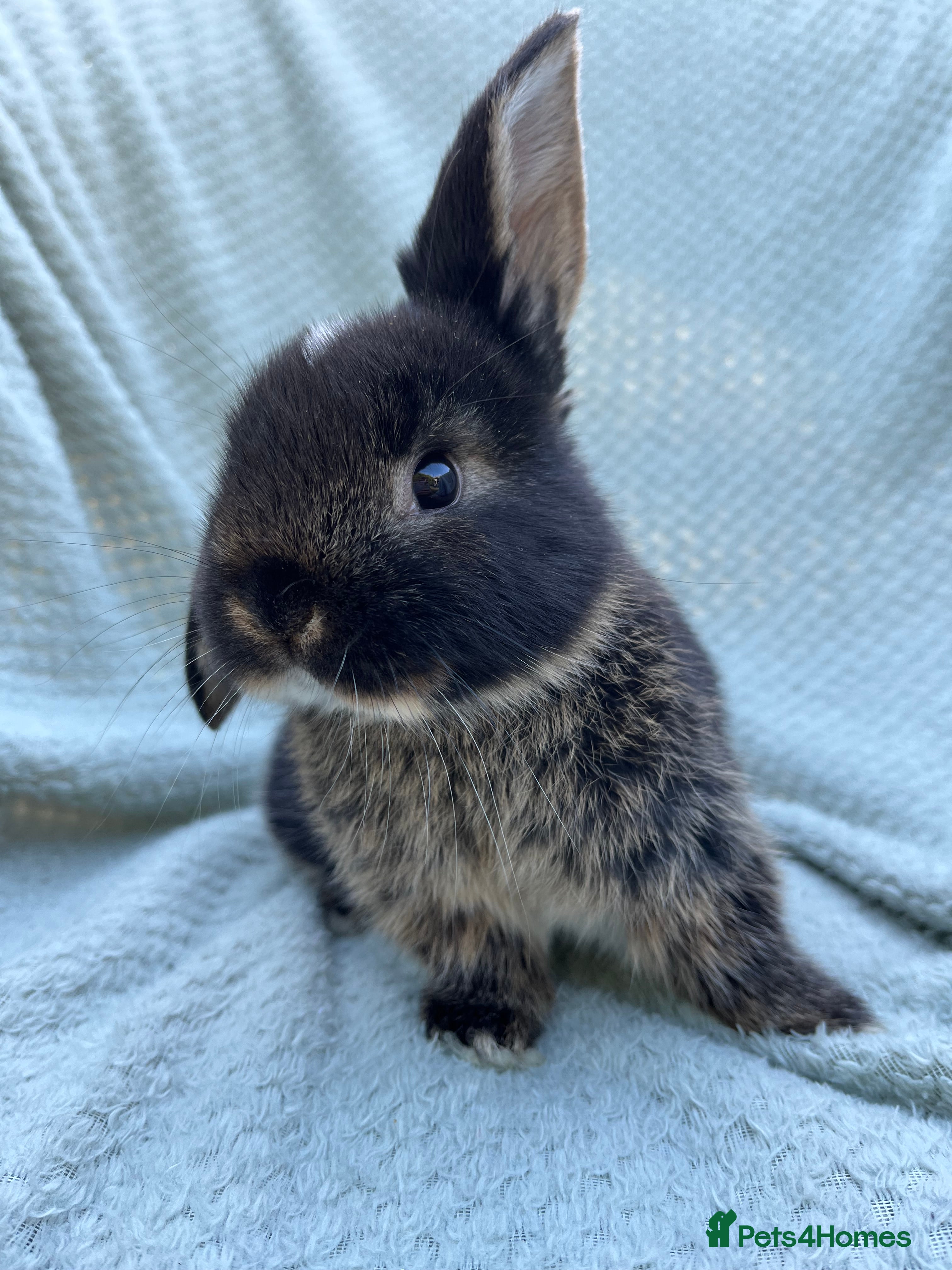 Mini Lop rabbits Mini lop kits  - Advert 1