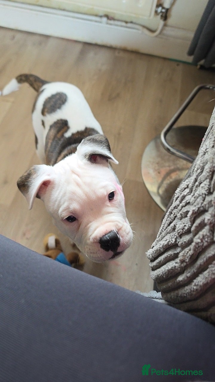 American Bulldog dogs Looking to rehome this gorgeous boy.  - Advert 2