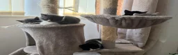 Mixed Breed cats for sale: Mixed Breed (British Shorthair/Domestic) - Advert 15