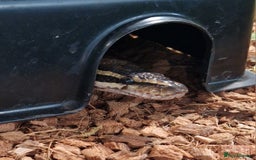 Python Snake reptiles for sale: Enchi Royal / Ball Python - Image 2