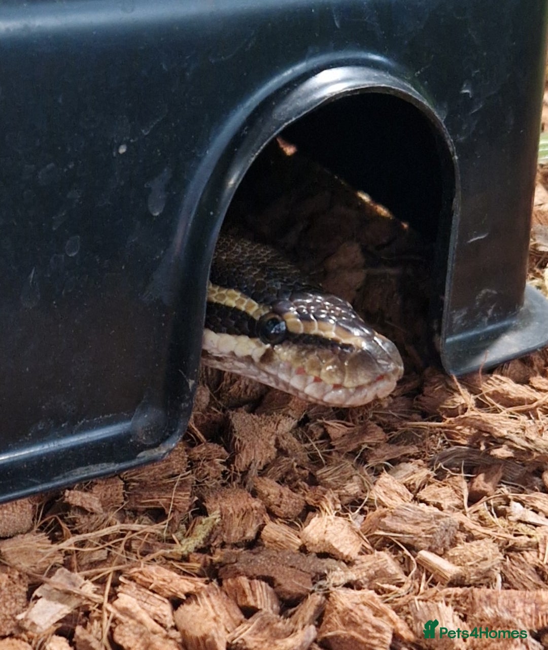 Python Snake reptiles for sale: Enchi Royal / Ball Python - Image 2