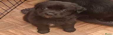 Sheprador 1
