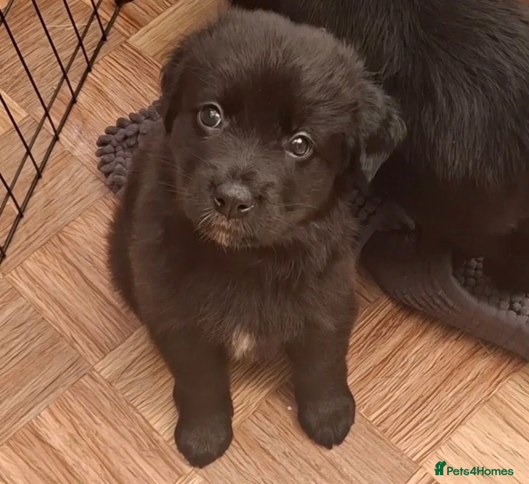 Sheprador dogs for sale: Female puppy German Shepherd × Labrador  - Advert 2