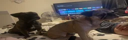 Frug dogs for sale: Female and male frug - Advert 1