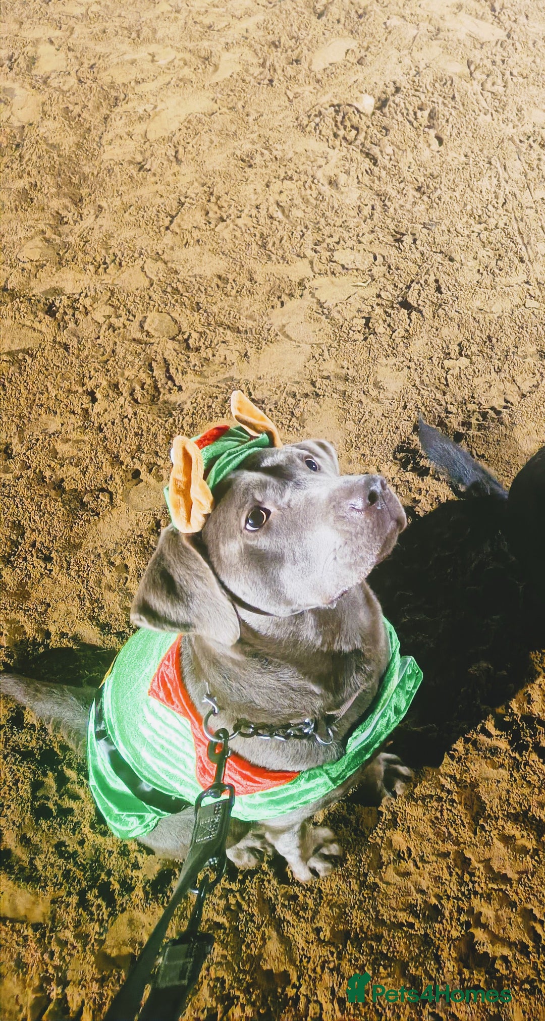 Labrador Retriever dogs for sale: Quality KC reg labs (ideal assistance/therapy dog) - Image 15