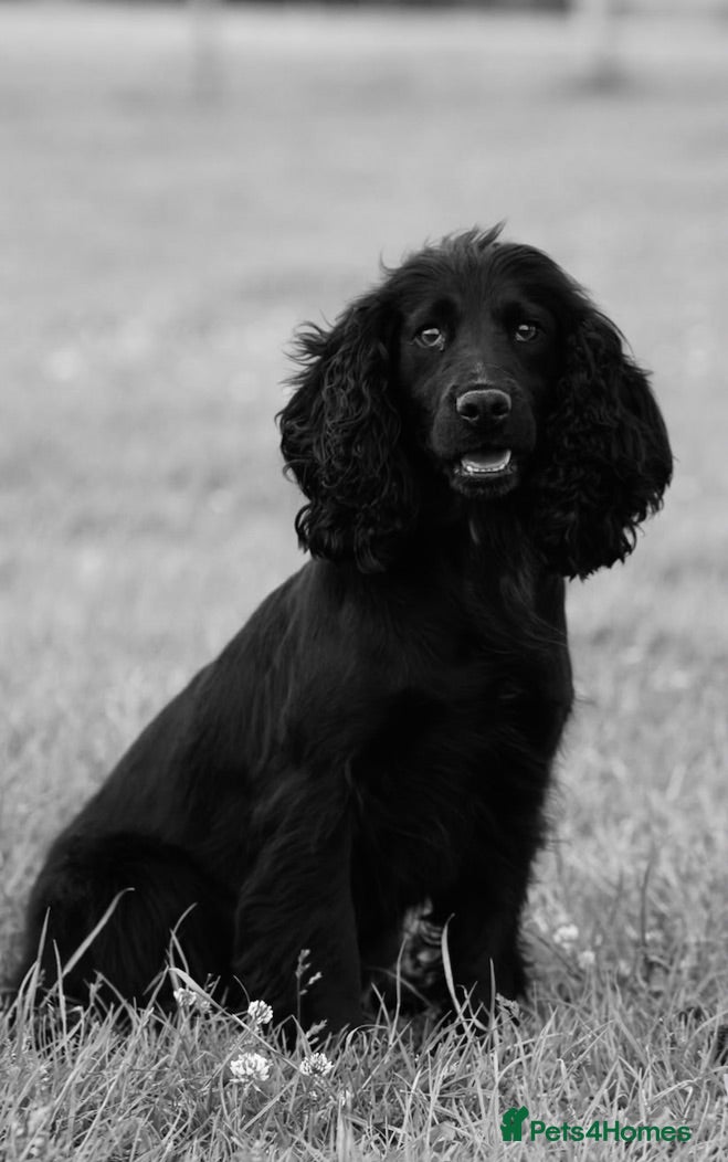 Cocker Spaniel dogs 5stunning kc registered puppies🩵 - Advert 2