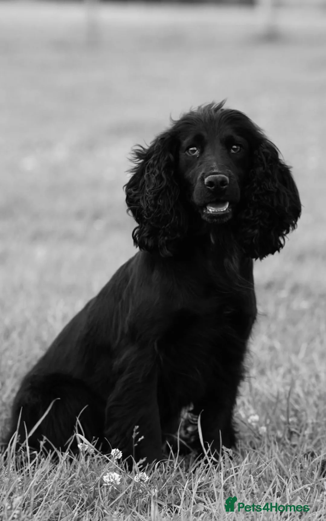 Cocker Spaniel dogs for sale: 5stunning kc registered puppies🩵 - Advert 2