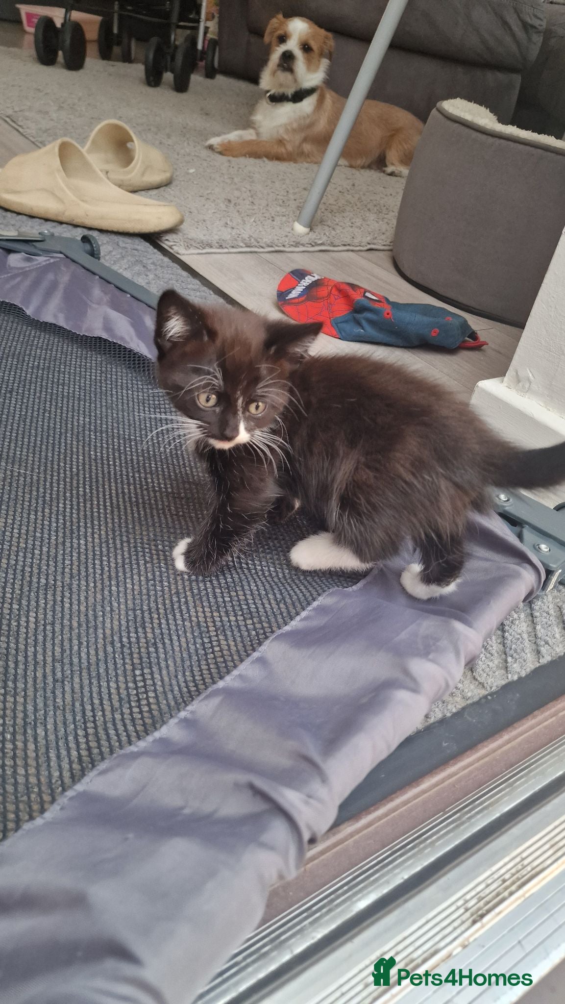 Mixed Breed cats 1 black and white female left - Advert 17
