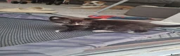 Mixed Breed cats for sale: 2 females left - Advert 3