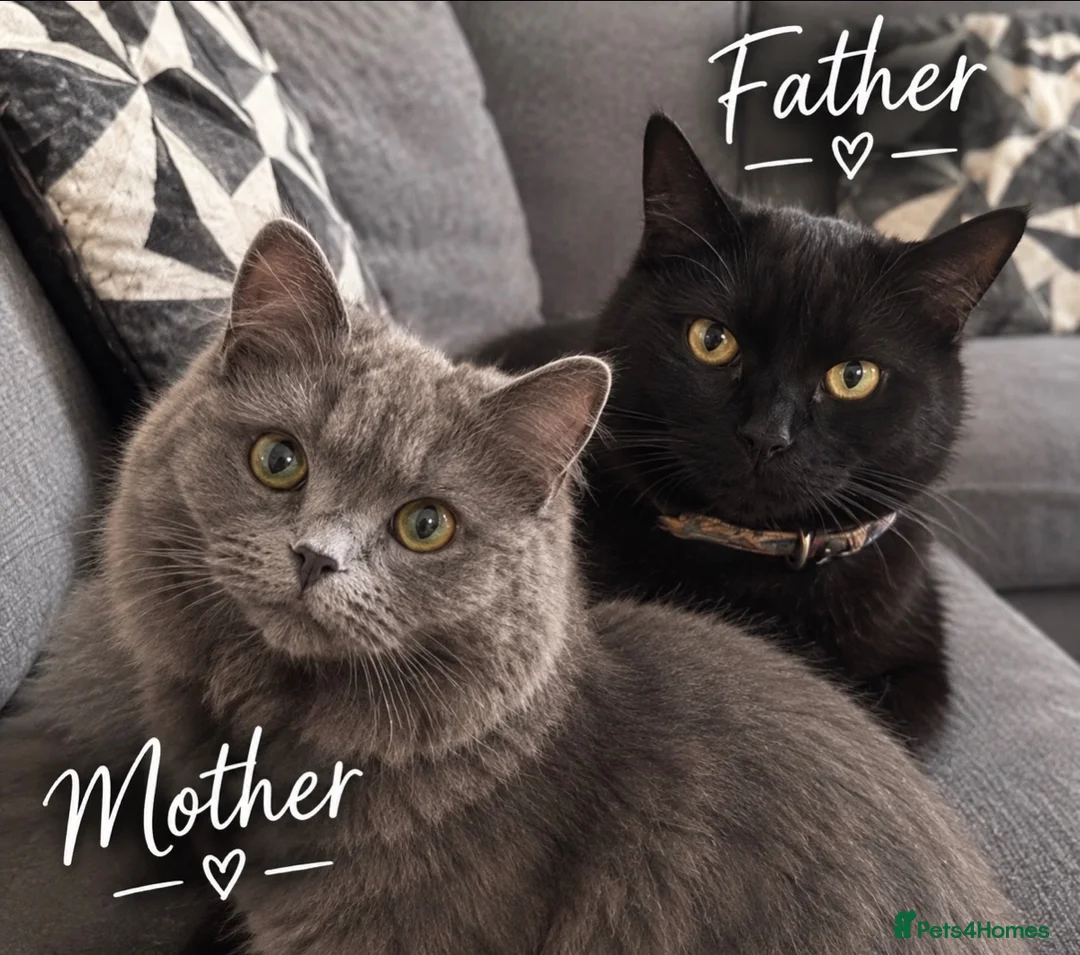 Mixed Breed cats for sale: One boy one girl in Blyth - Advert 1