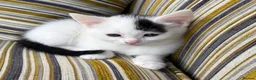 Mixed Breed cats for sale: Fluffy kittens ❤️ - Advert 8