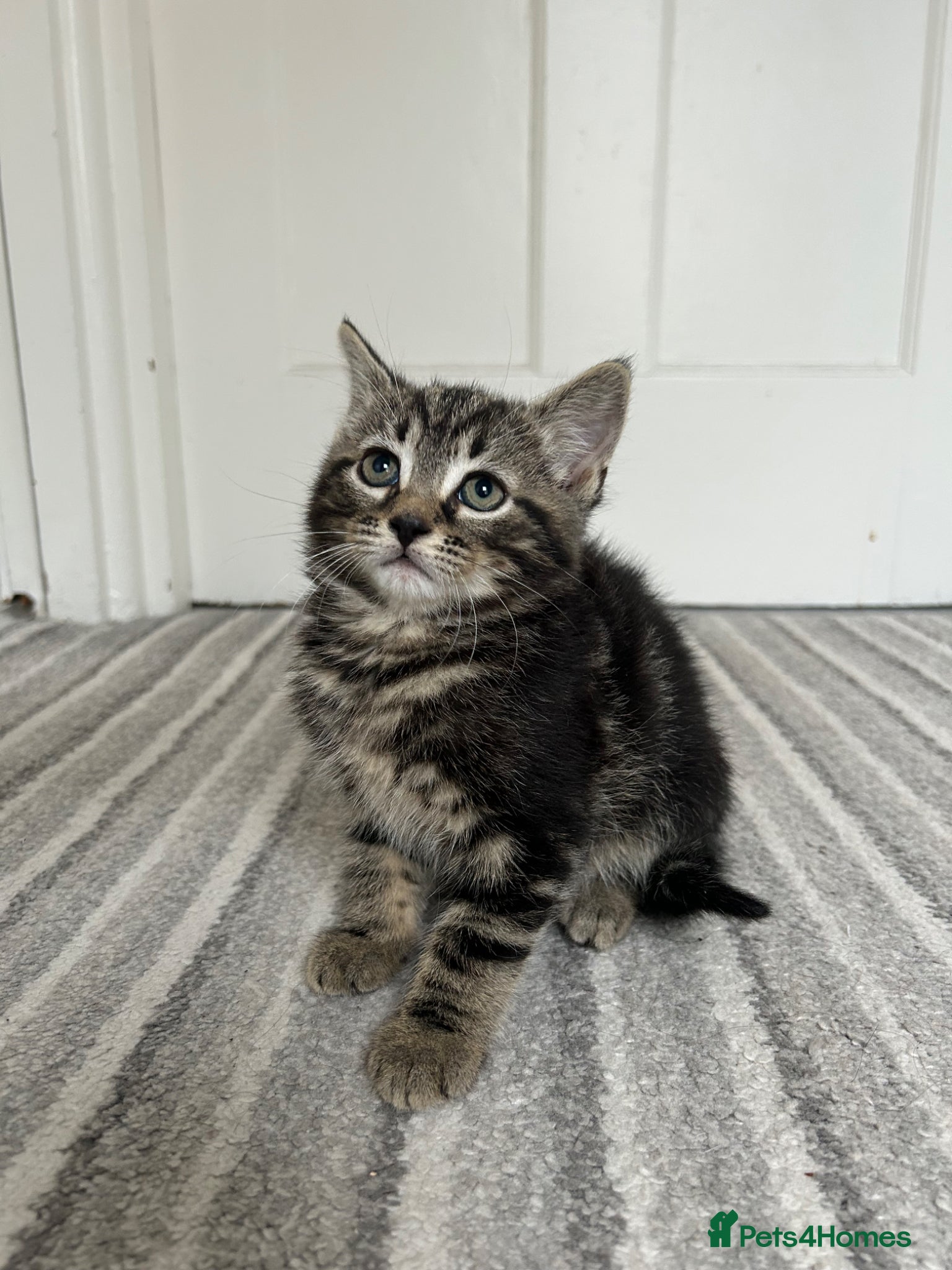 Norwegian Forest Cat cats     Four Adorable Kittens - Advert 19